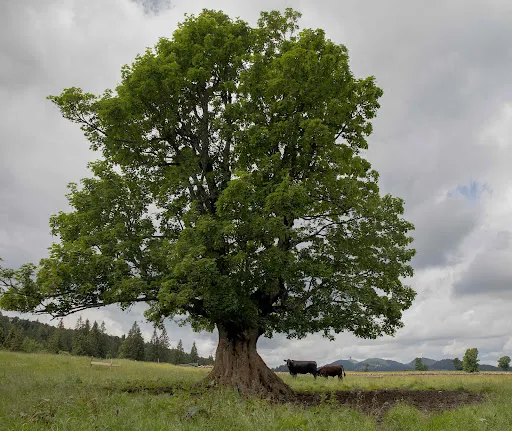 Bild von Métairie de Gléresse