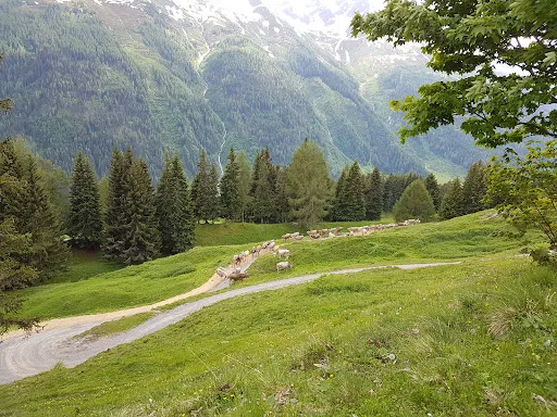Bild von Nessleralm