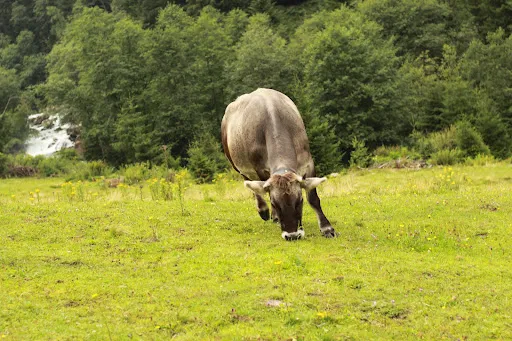Bild von Laponesalm