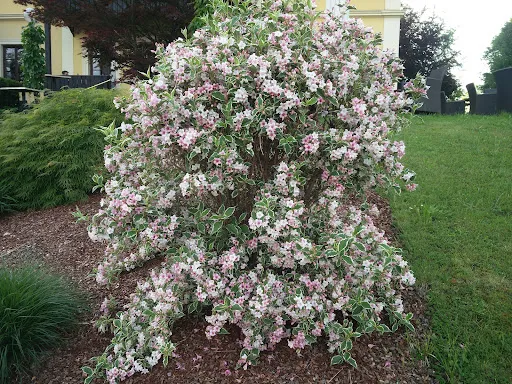 Bild von Spitzvilla