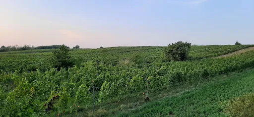 Bild von Hoffmann´s WeinZEIT