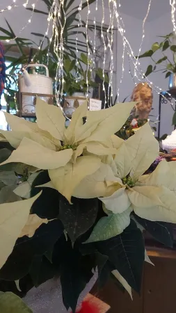 Bild von Marie Bergmann
