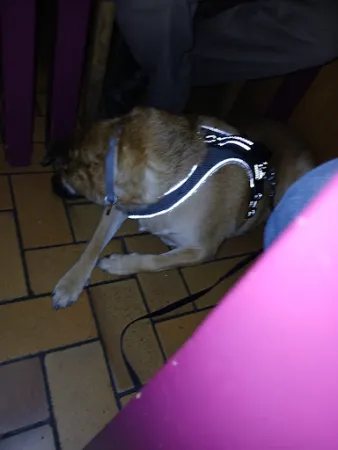 Bild von Restaurant Lion d Or