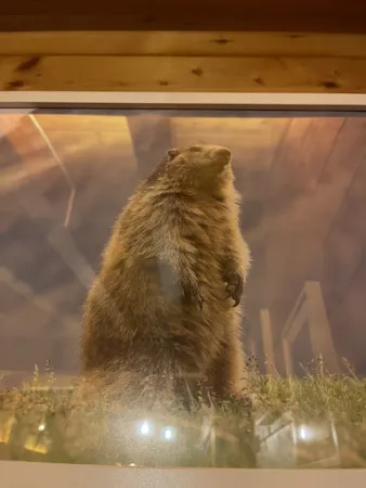 Bild von La marmotte des alpes