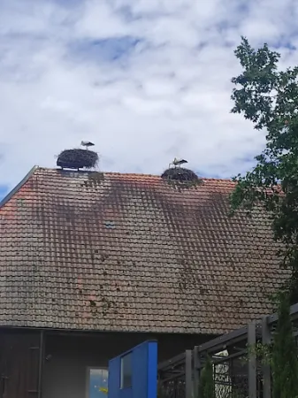 Bild von Restaurant Zum Grüene Aff