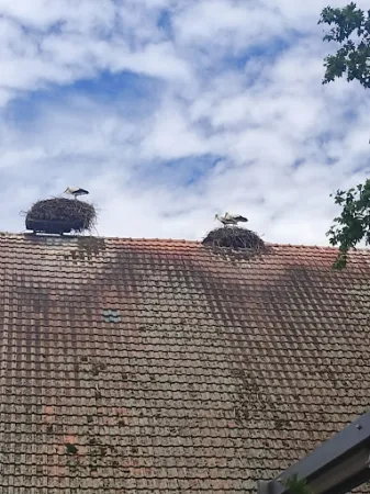 Bild von Restaurant Zum Grüene Aff