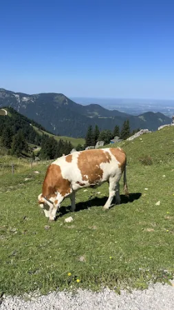 Bild von Steinlingalm - Josef und Michael Stein GbR