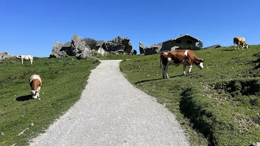 Bild von Steinlingalm - Josef und Michael Stein GbR