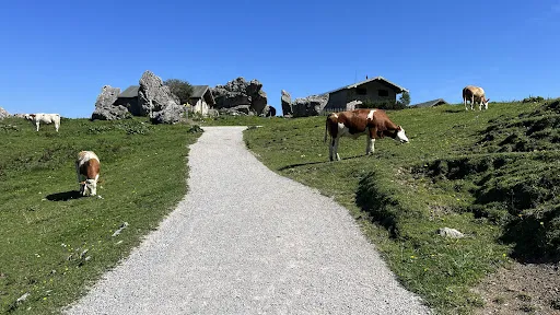 Bild von Steinlingalm - Josef und Michael Stein GbR