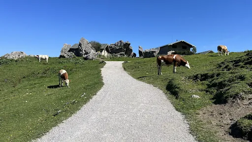 Bild von Steinlingalm - Josef und Michael Stein GbR