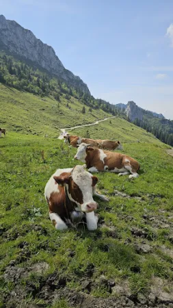 Bild von Steinlingalm - Josef und Michael Stein GbR