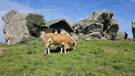 Bild von Steinlingalm - Josef und Michael Stein GbR