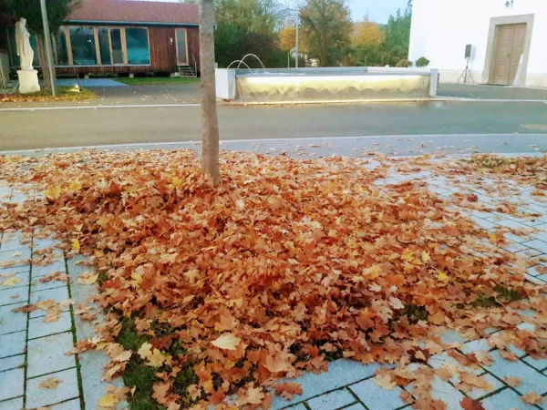 Bild von Waltraud Fischerauer