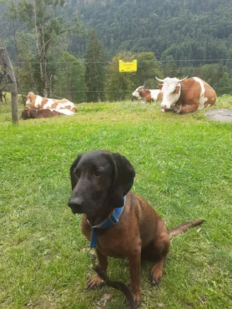 Bild von Baumgartner Alm