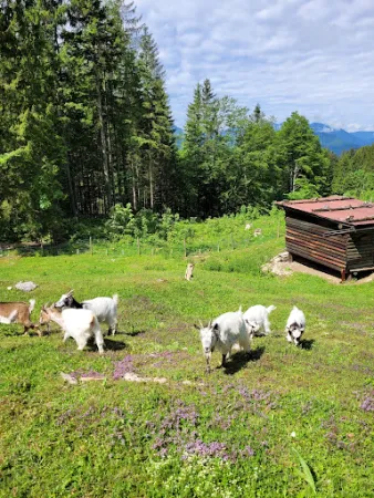 Bild von Feldlahnalm