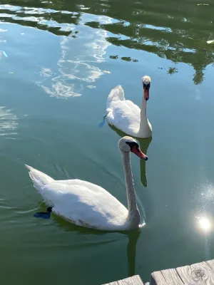Buffet Gösselsdorfersee
