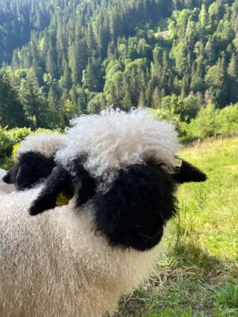 Bild von Pension Gasthof Arriach